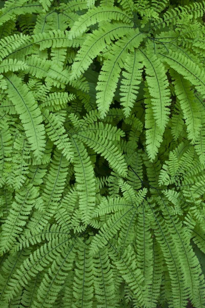 OR Maidenhair ferns in Silver Falls SP